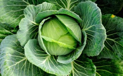 Miért pont a rostok? 5 tény a rosttudatos táplálkozásról